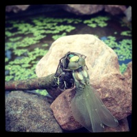 The dragonfly as a symbol stands for dreams, change, speed and action!